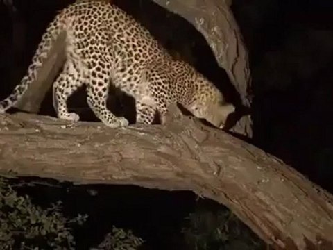 Un léopard sauve un bébé singe