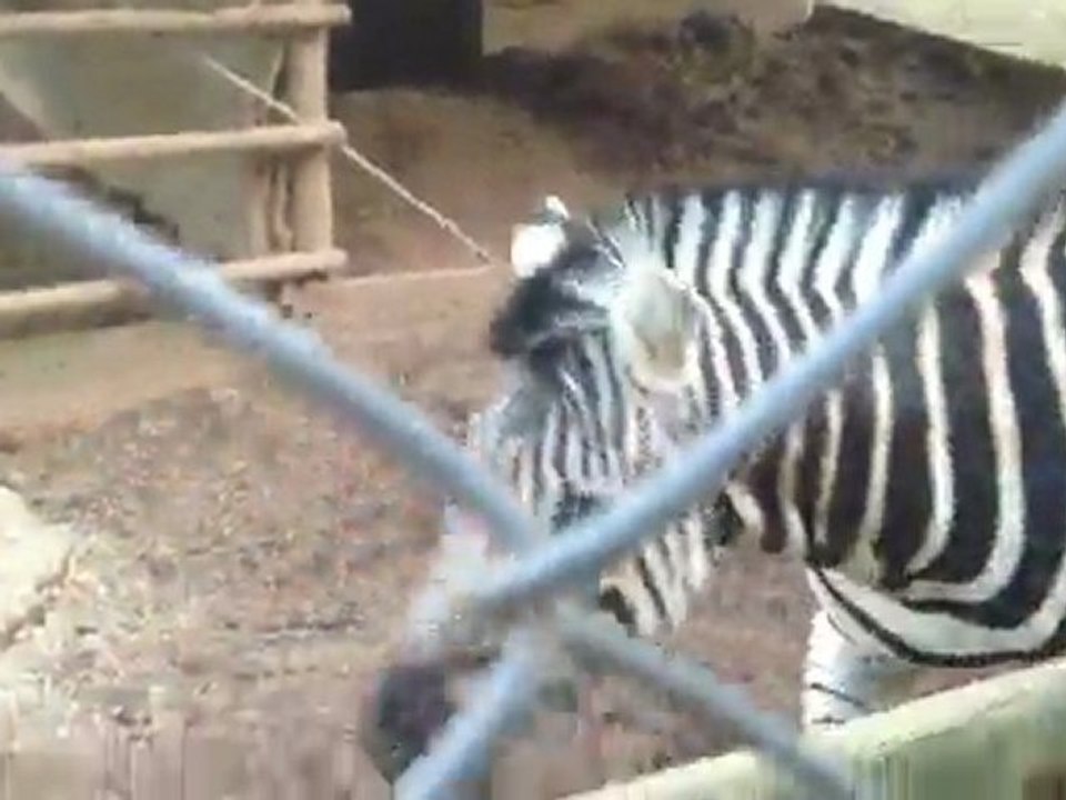 Jose Delgado Ahumada (Zebras en Cautiverio)