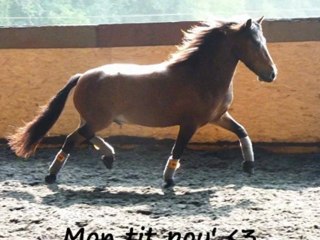 romeo sur des  barre au sol en longe