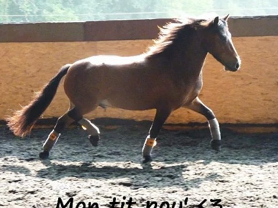 romeo sur des  barre au sol en longe