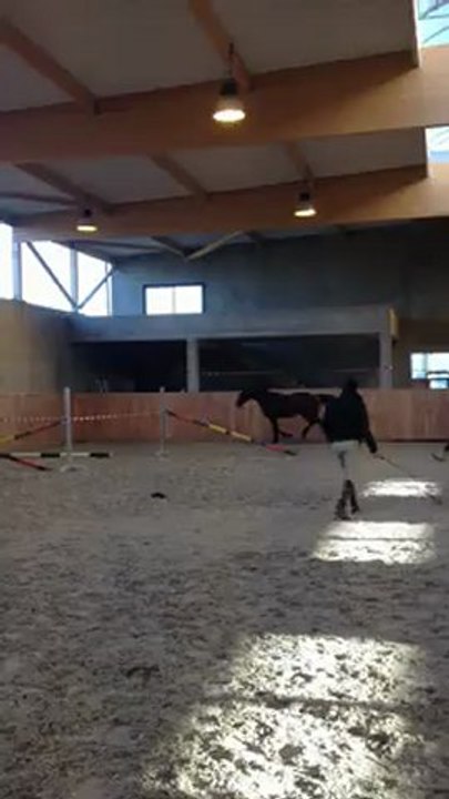 Vol de nuit (L'arc de triomphe x Cabdullah du tillard) nr 2