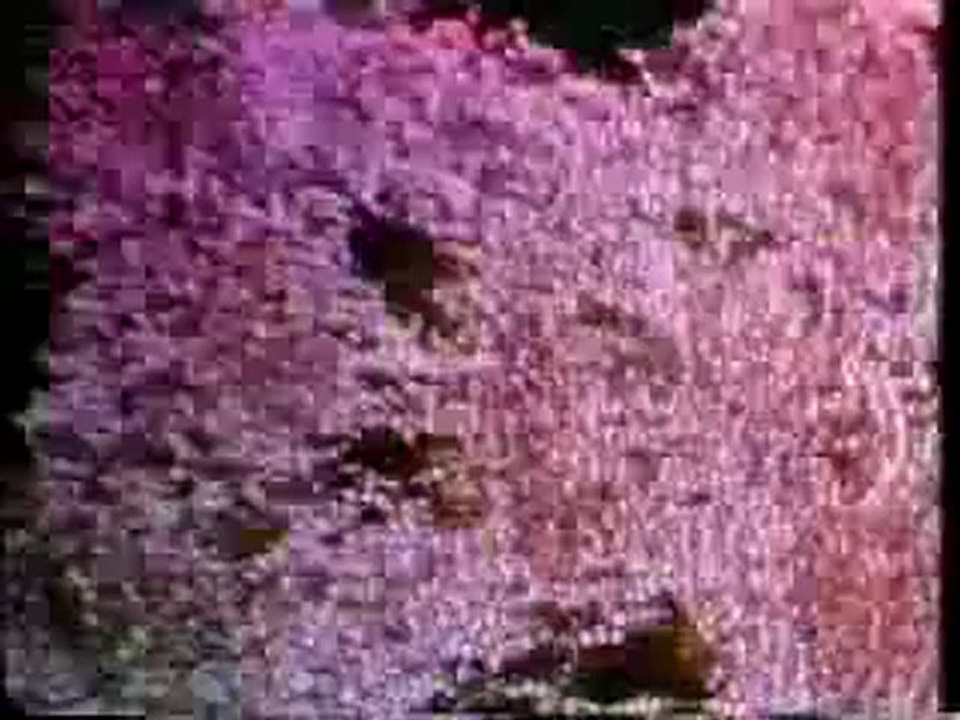 Cymatics - Bringing Matter To Life With Sound (Part 2 of 3)