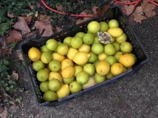 CFE les citrons mettent la pression à l'agglo