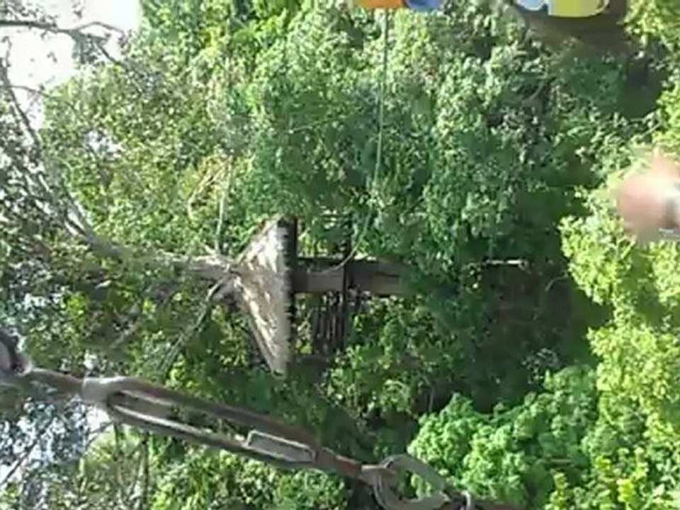 Flight of the Gibbon 2