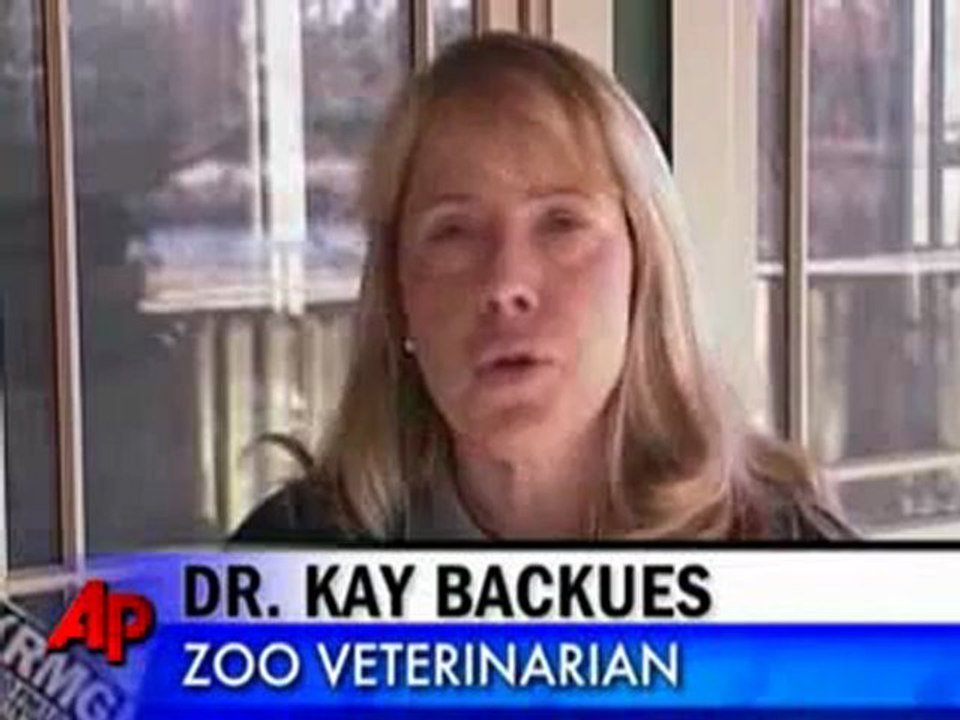 Giraf met kronkel in zijn nek