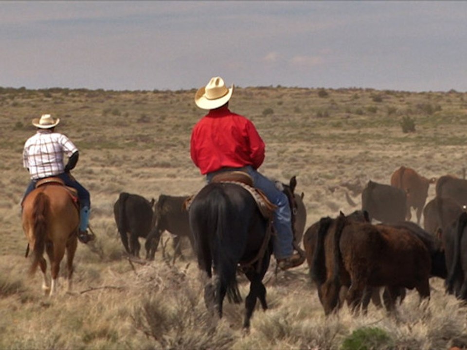 Cattle Diseases and Vaccines