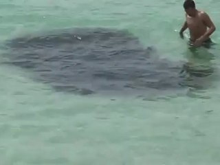 Mysterious sea monster plant fossil baffles scientists - April 25, 2012