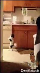 Sinir Bozucu Komiklikte Salsa Yapan Köpek