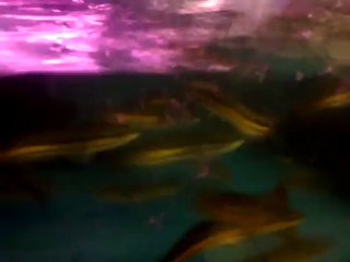 baby snakehead feeding time ( Ikan Toman )