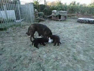 chiots Farah-Kayro 7 semaines