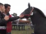 100% Sarthe : La Foire aux Poulains 2012