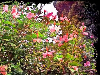 Carloforte sur San Pietro - La flore méditerranéenne