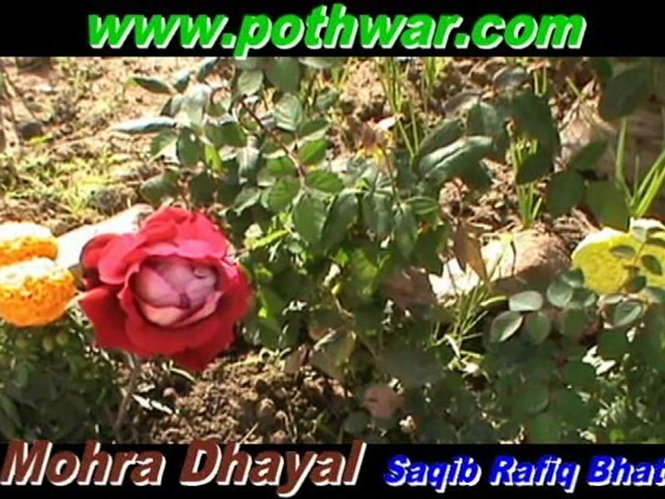 morra Dhayal