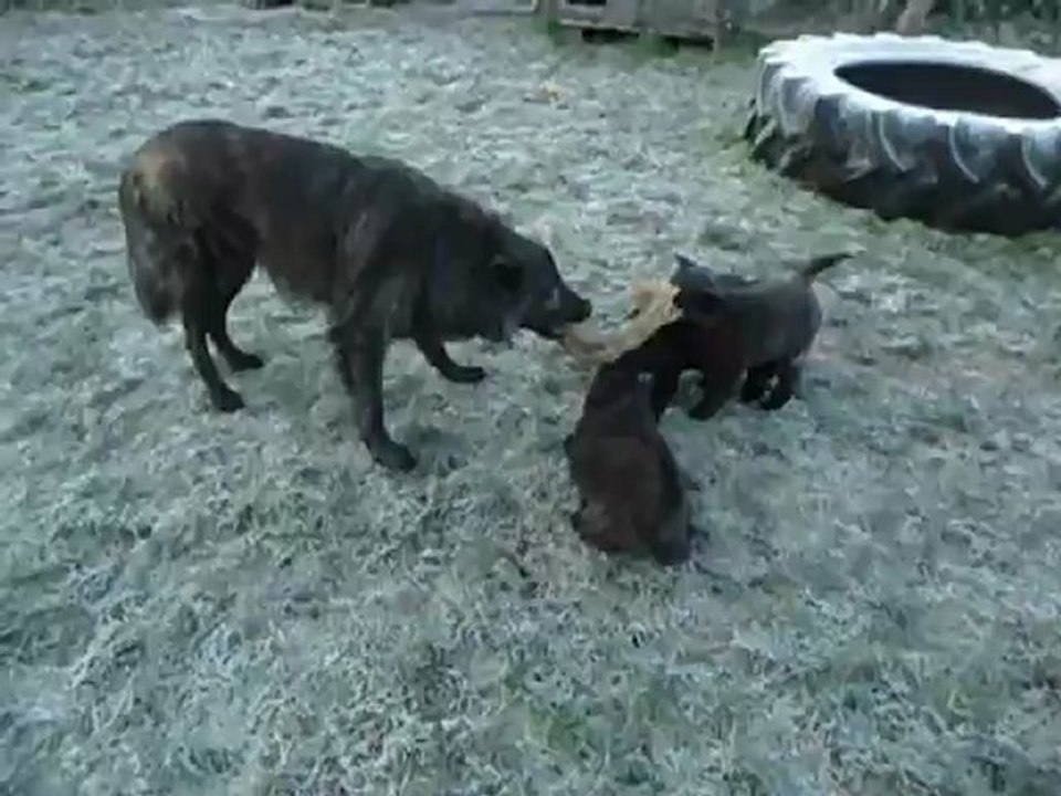 chiots Farah-Kayro 7 semaines