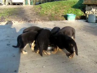 film bb callie-figo v.a.