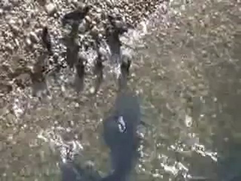 Dans le Tarn, des poissons attaquent des pigeons