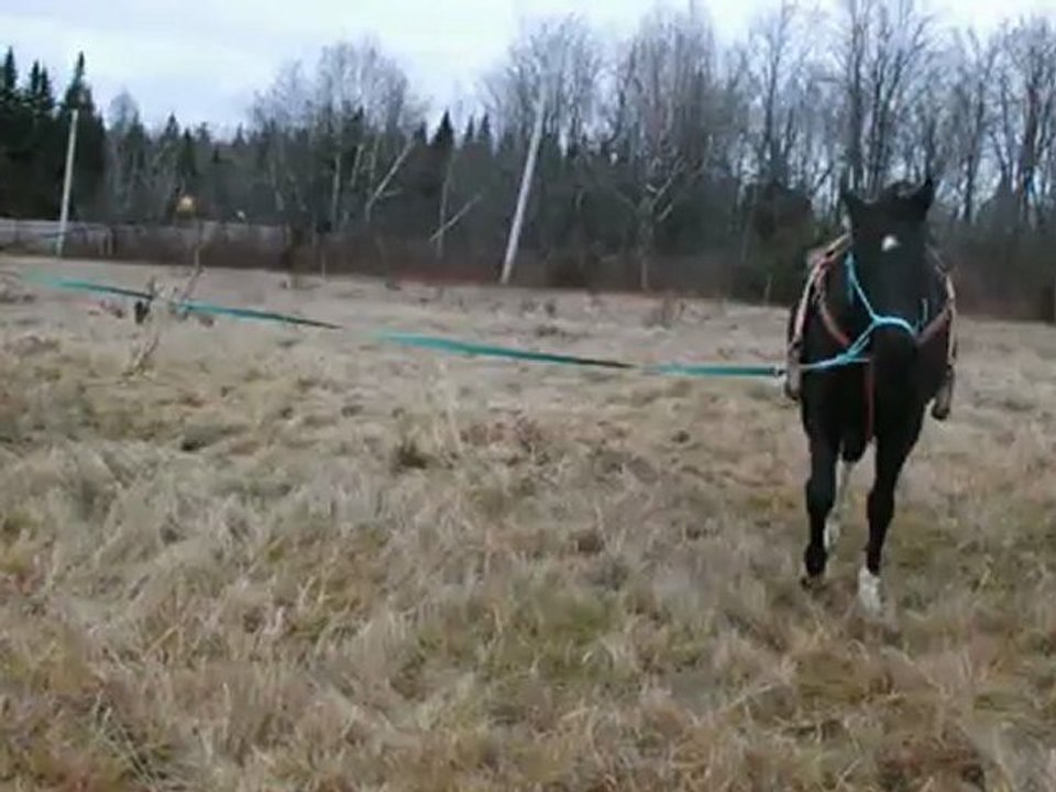 Dream travail a la longe, pratique le gallop, il s'en vien mieux, il n'a pas brunker pendant le filmage hihihi et desoler pour les voix...ses ma maman qui a filmer et elle est pas trops habituer avec mon appareil. Prochain filmage je le monte..après 1 an!