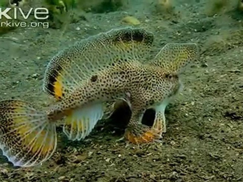 Poissons à deux pattes