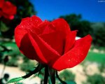 Dwie piękne Róże - Lucjan Czerny