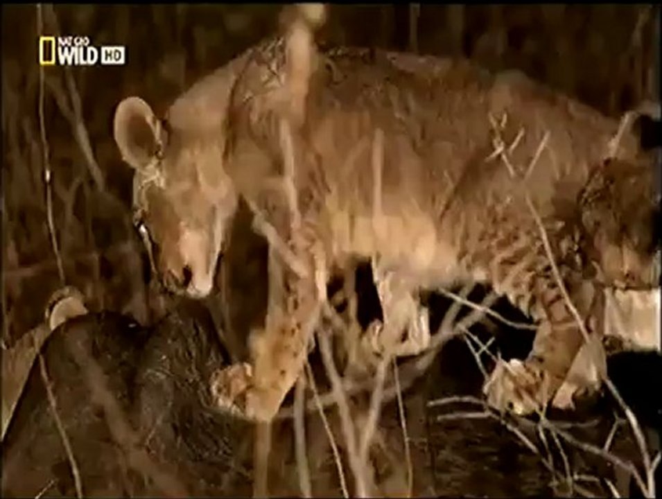 kusursuz avcilar aslanlar..