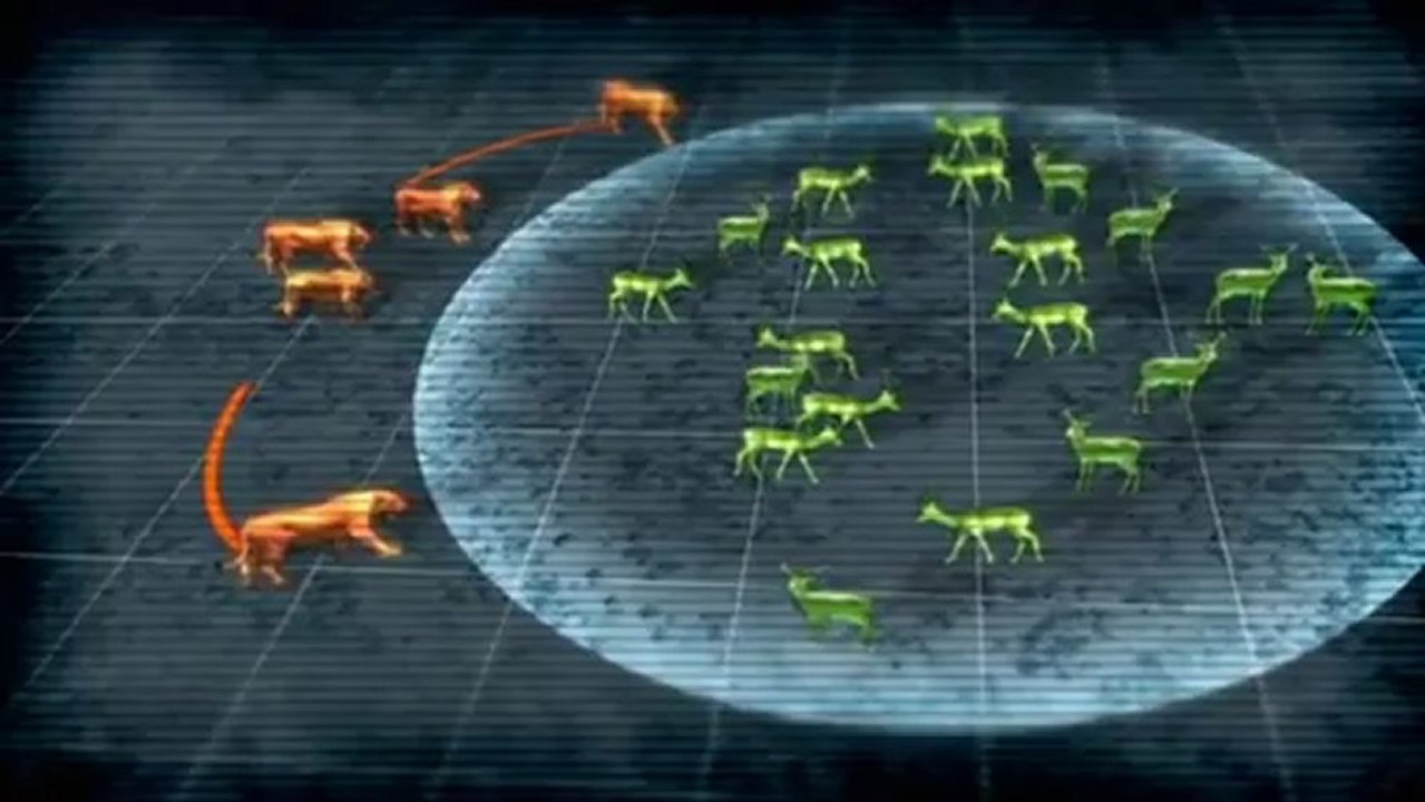 aslanlar belgesel kusursuz avcilar