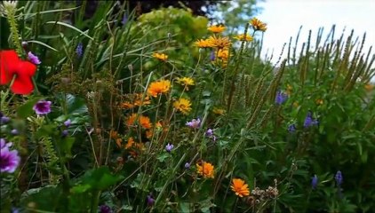 Belles plantes mais pas potiches