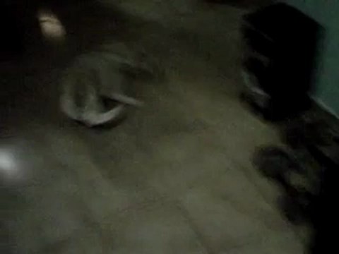 VID 00006-20121202-2047[1]DOG SPINNING AROUND IN CIRCLES AND HIS HEAD HIT ON THE WALL- BLOCK AND KEEPS ON SPINNING!