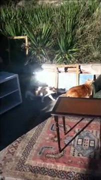 les chats visitent dehors