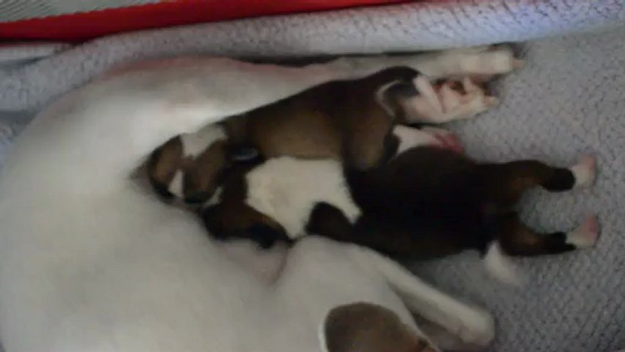 Brooklyn et Dexter