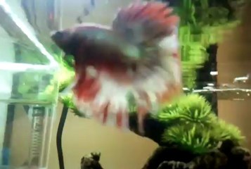 Halfmoon Dragon X Steel blue female