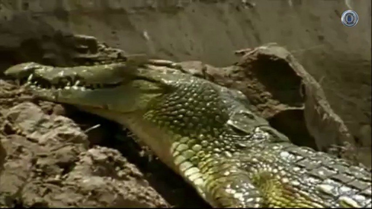 Cocodrilos Gigantes(asturweb)