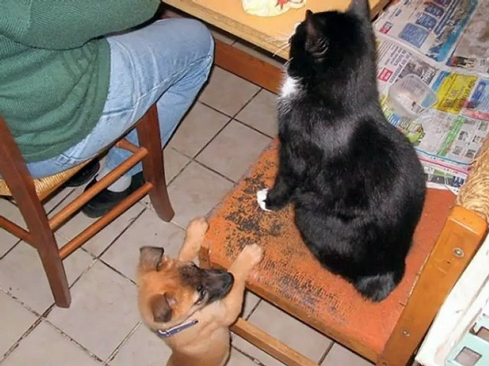 le chat sans queue