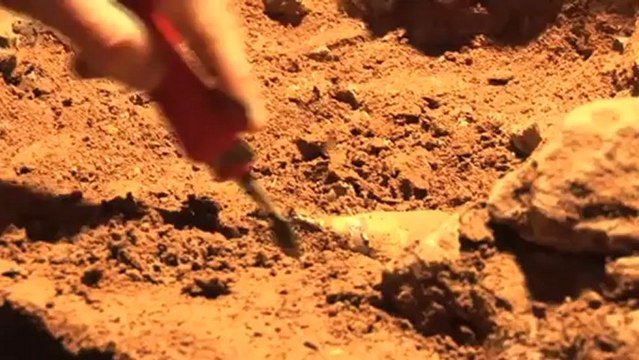 Archéologues de l'ADN