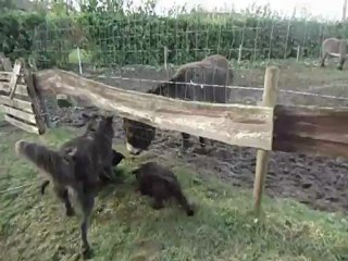 nous on voudrait bien jouer avec Ernest, mais maman Farah n'est pas d'accord!!