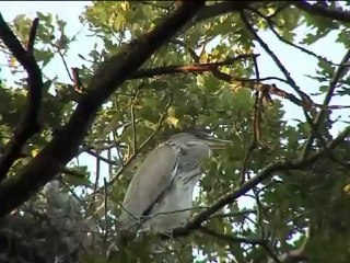 L’Odyssée du héron cendré