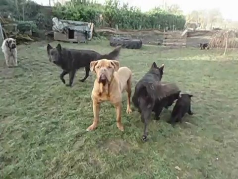 Mes 2 poilus ont retrouvé leur jeux d'adolescent !!