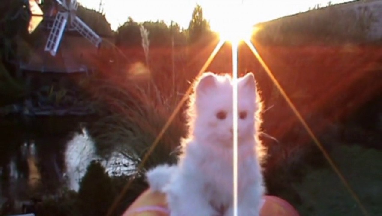 le chat blanc