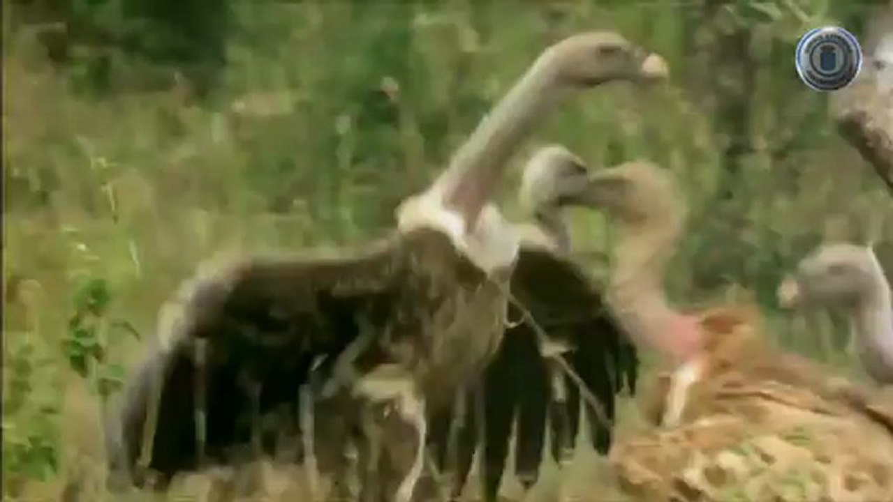 Leones en el Campo de Batalla  (asturweb)