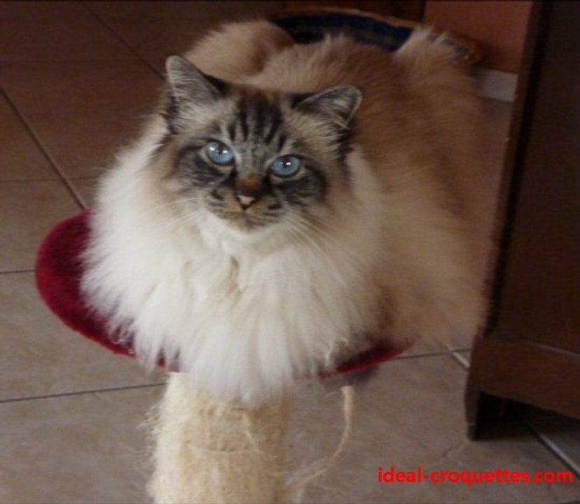 croquettes chat