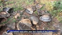 Une plage mexicaine accueille les tortues et leurs oeufs