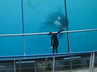 Super Orque MARINELAND