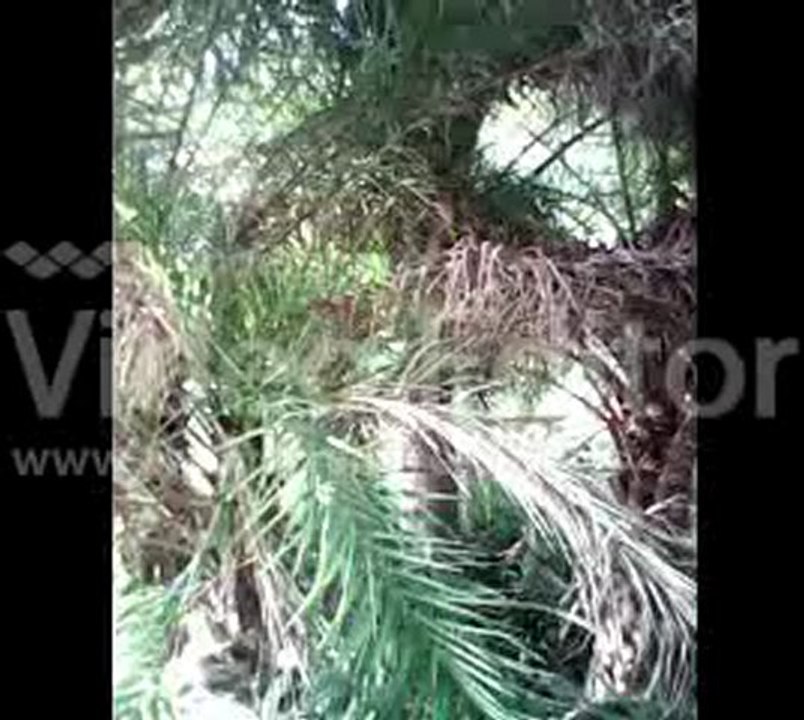 sandwip amar 7