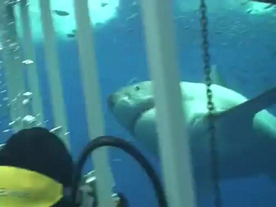 Rencontre incroyable avec un requin blanc !