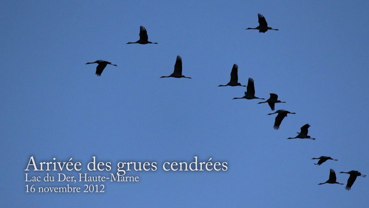 Arrivée des grues cendrées au Lac du Der 2012