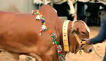 Billu Pehlwan 2012 by al rehman cattle 2012 sohrab goth