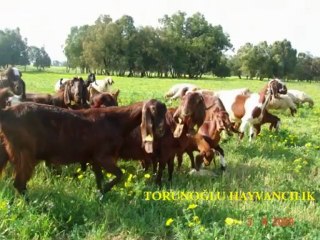 halep keçisi yetiştiriciliği ve satışı