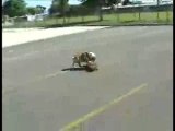 Tyson The Skateboarding Bulldog 04