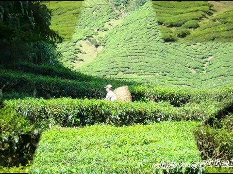 Plantations de thé_0001