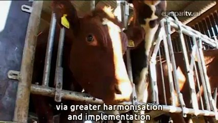 Protecting the rights of animals