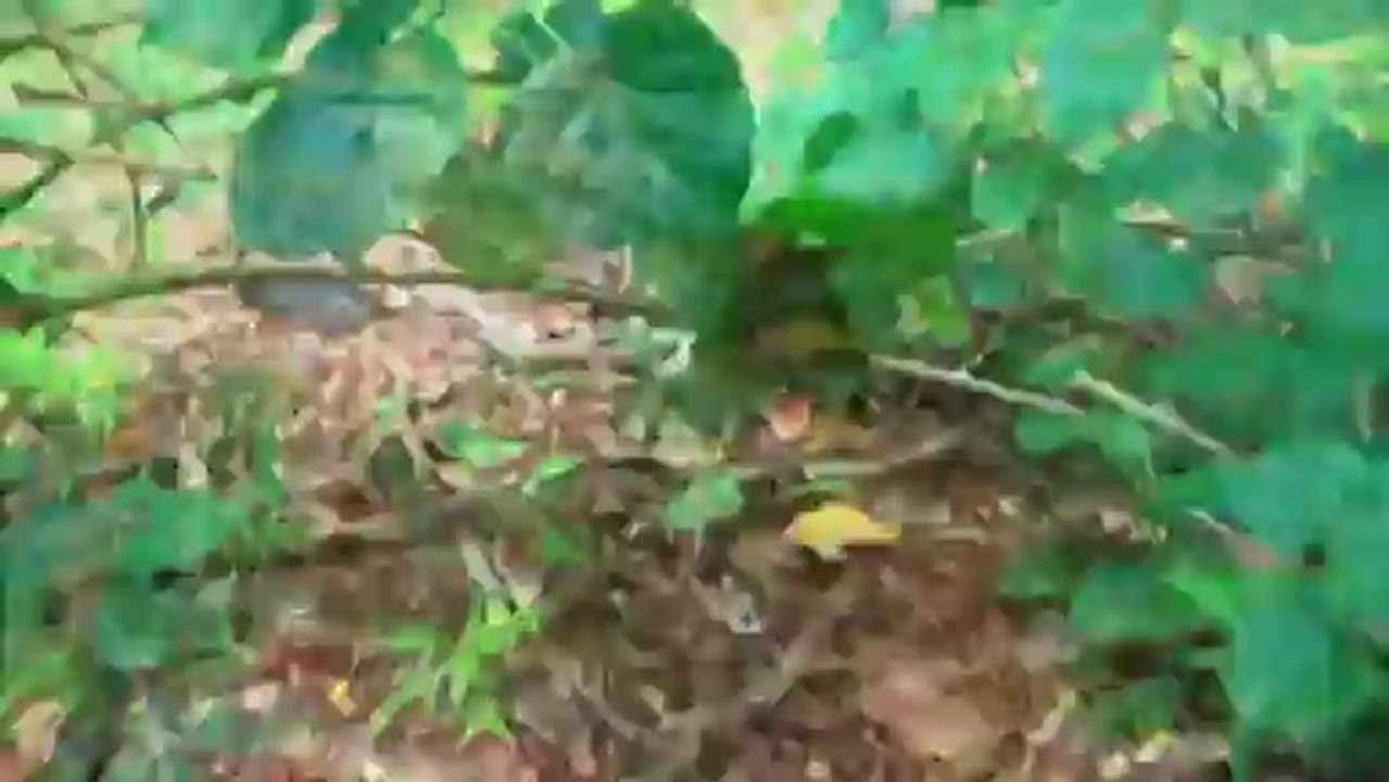 Far Cry 3 - Real Life First Person